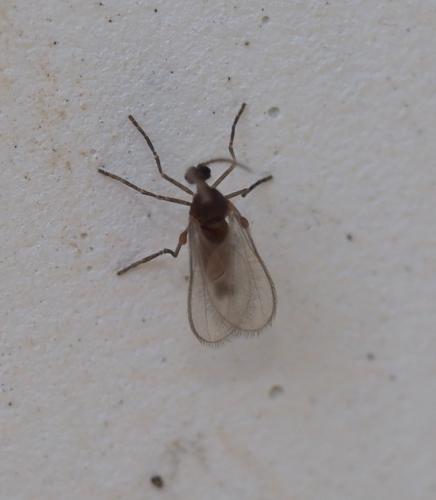 Réf. 227 634 : Cecidomyiinae inconnu